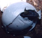 Tokay Egg