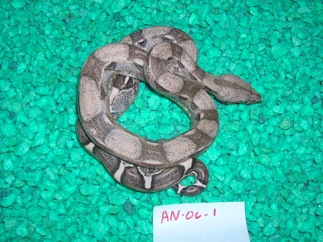 an0601