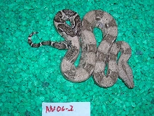 anery0602