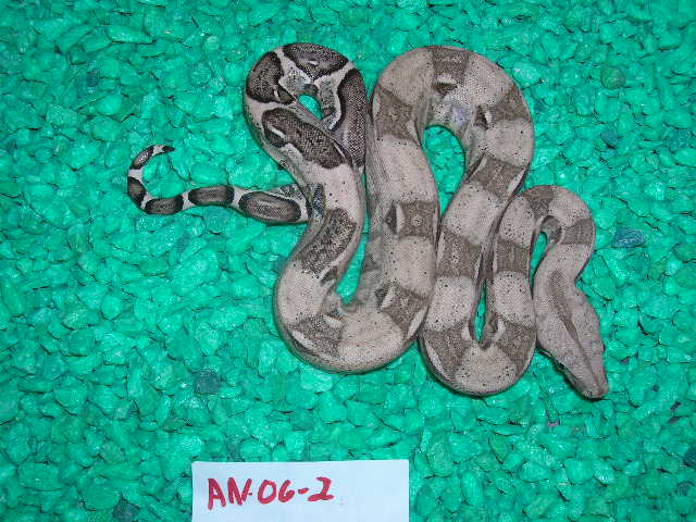 anery0602