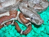 Hypo Speck
