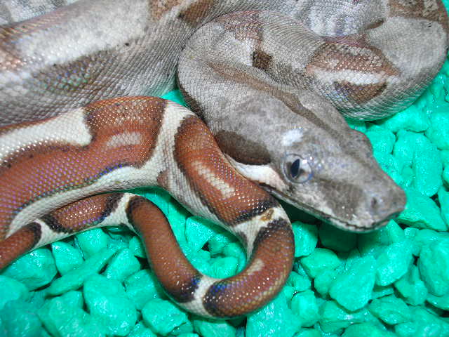 Hypo Speck