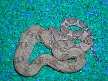 ghost boa holdback