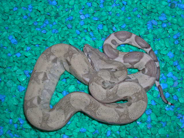 ghost boa holdback