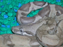 holdback ghost