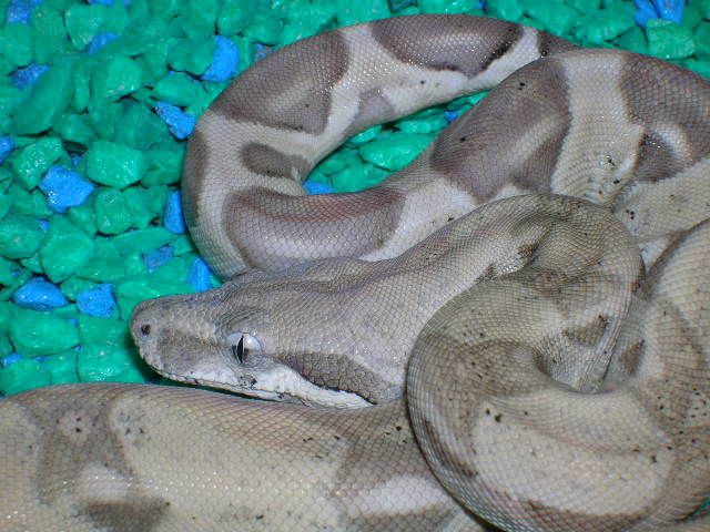 holdback ghost
