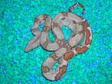 hypo holdback