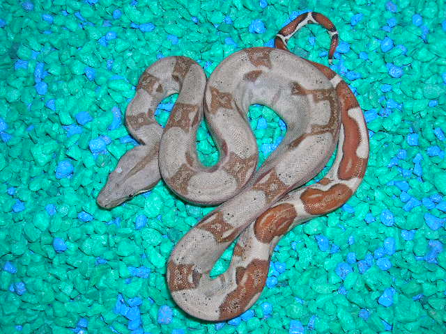 hypo holdback