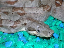holdback hypo