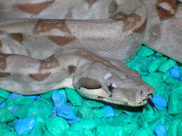 holdback hypo