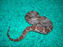 Sept 12 Hypo 1