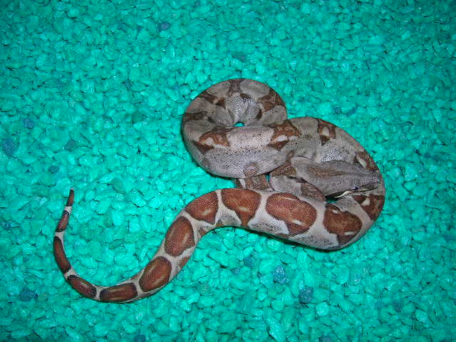 Sept 12 Hypo 1