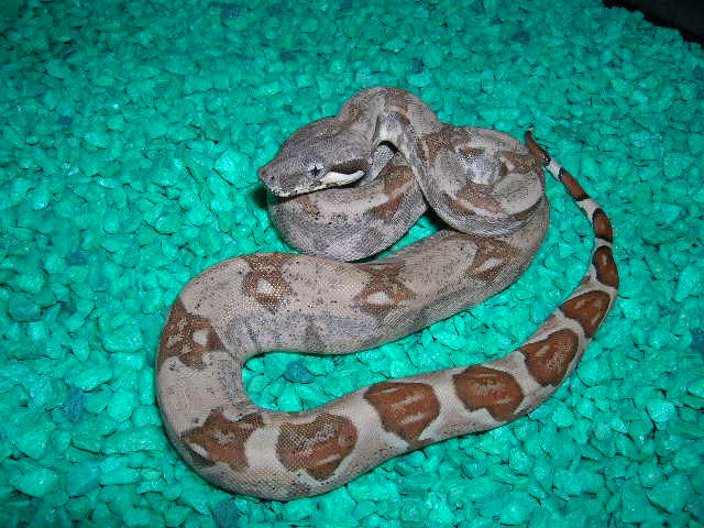 Sept 12 hypo 2