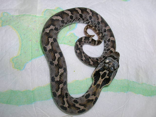 hognose 2