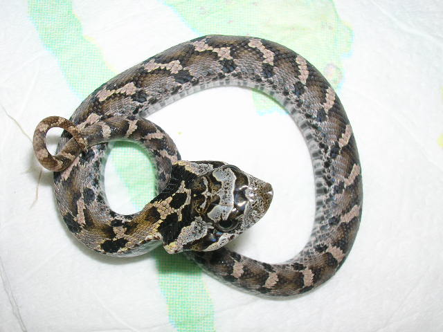hognose 1