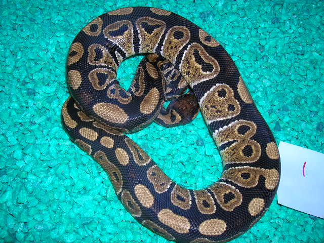 female ball 0501