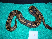 female ball 0502