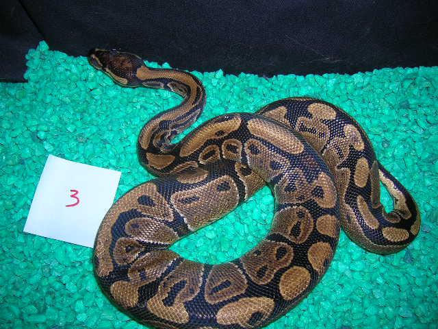 female ball 0503