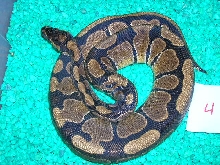 female ball 0504