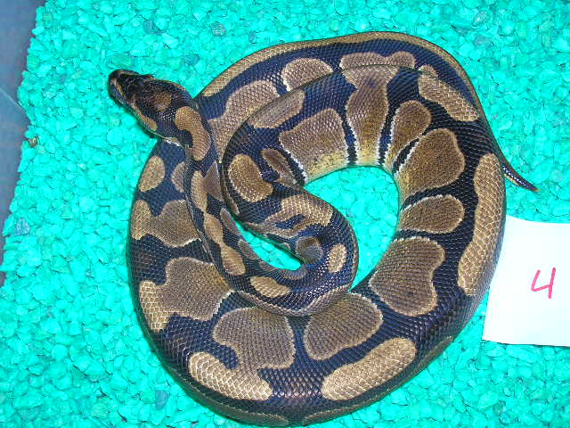 female ball 0504