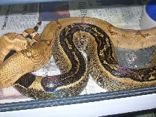 Hypo and stripe1