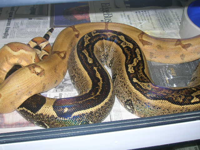 Hypo and stripe1