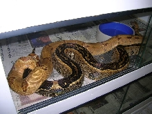 hypo and stripe2