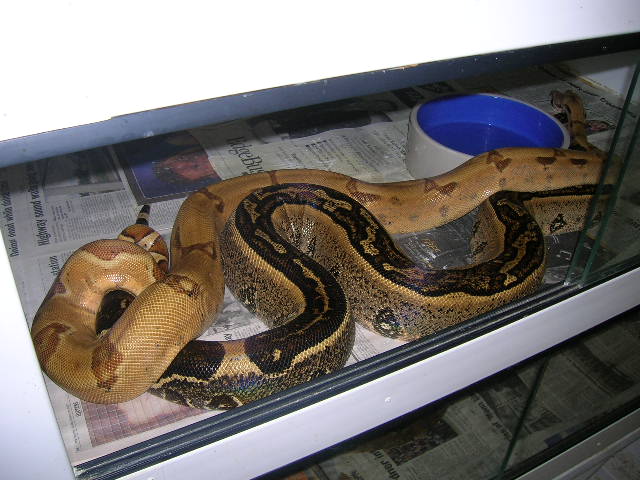 hypo and stripe2