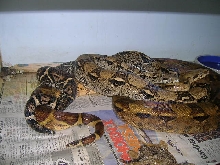 Hypo and anery