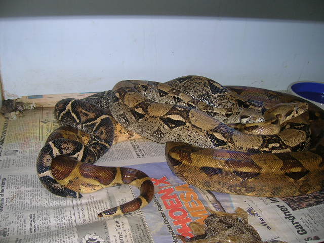 Hypo and anery