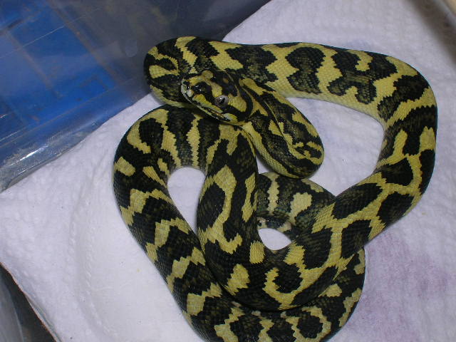 Jungle Carpet