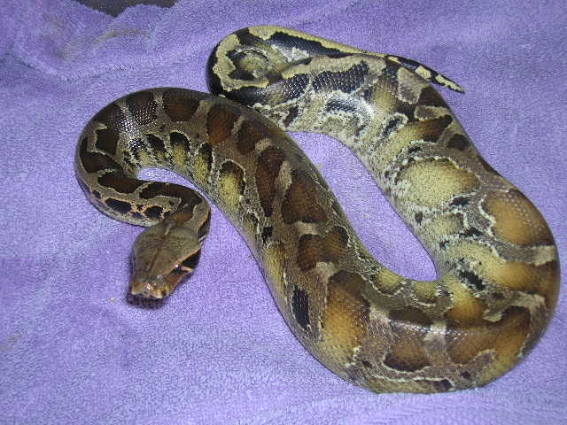 sarawak1 06