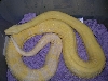 snow boa 06