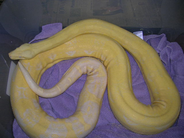 snow boa 06