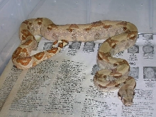 Hypo het Sunglow