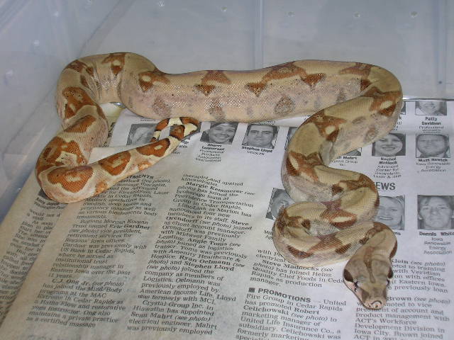 Hypo het Sunglow
