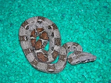 hypo 1
