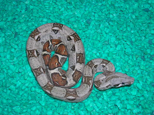 hypo 1