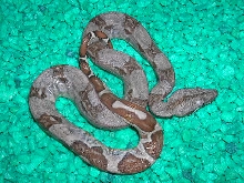 dogbone hypo