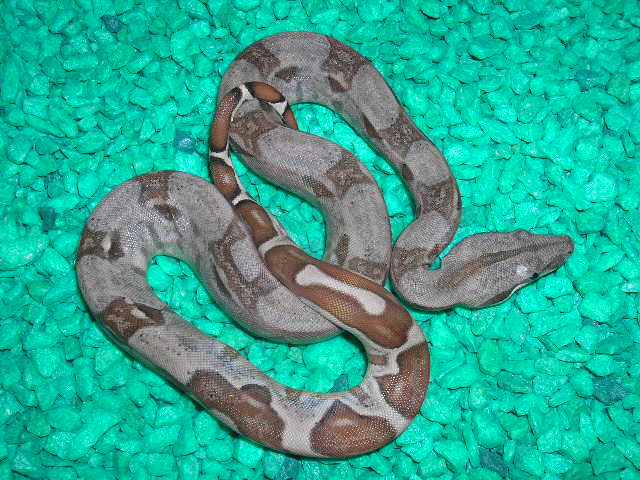 dogbone hypo