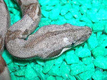 hypo w/spot