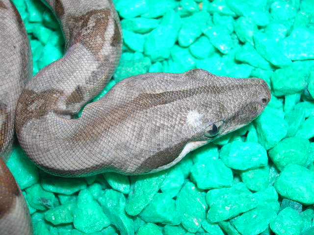 hypo w/spot