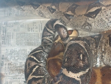 anery and hypo