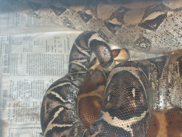 anery and hypo