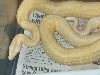 female snow in tub