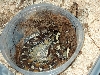 sarawak after shed