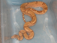 male het ghost