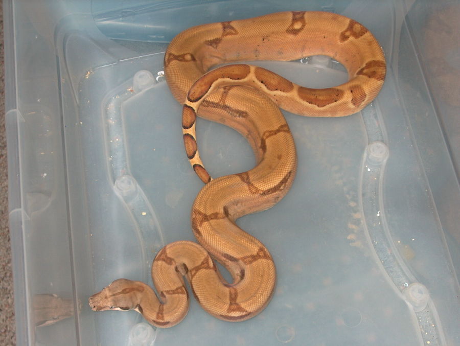male het ghost