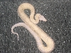 male snow