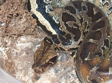 sarawak
